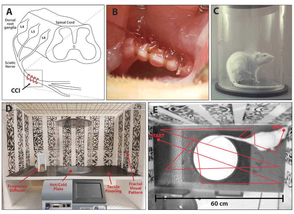 Scientific image accompanying Morphine-conditioned placebo analgesia in female and male rats with chronic neuropathic pain: c-Fos expression in the rostral ventromedial medulla