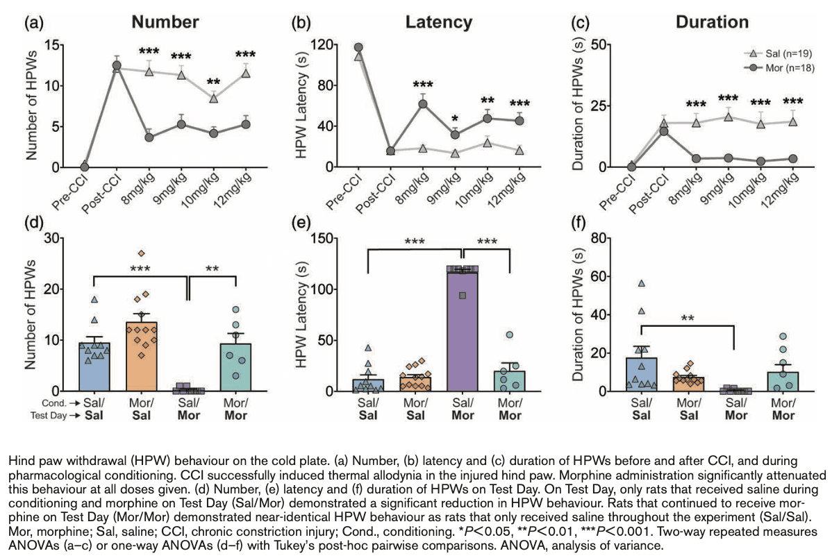 Scientific image accompanying Escalating morphine dosage fails to elicit conditioned analgesia in a preclinical chronic neuropathic pain model