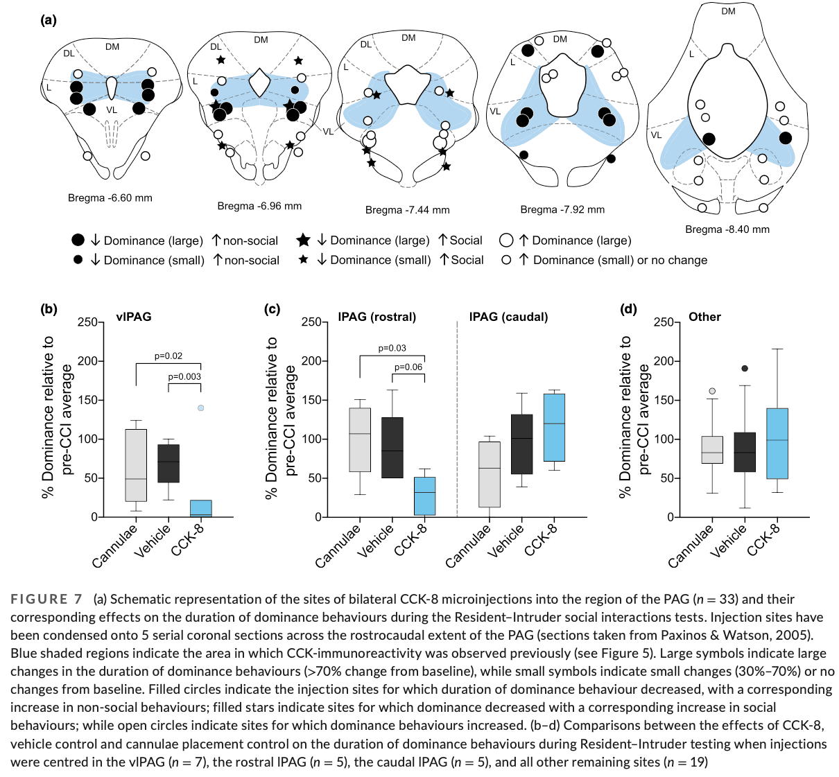 Scientific image accompanying Evidence that increased cholecystokinin in the periaqueductal gray facilitates changes in resident-intruder social interactions triggered by peripheral nerve injury