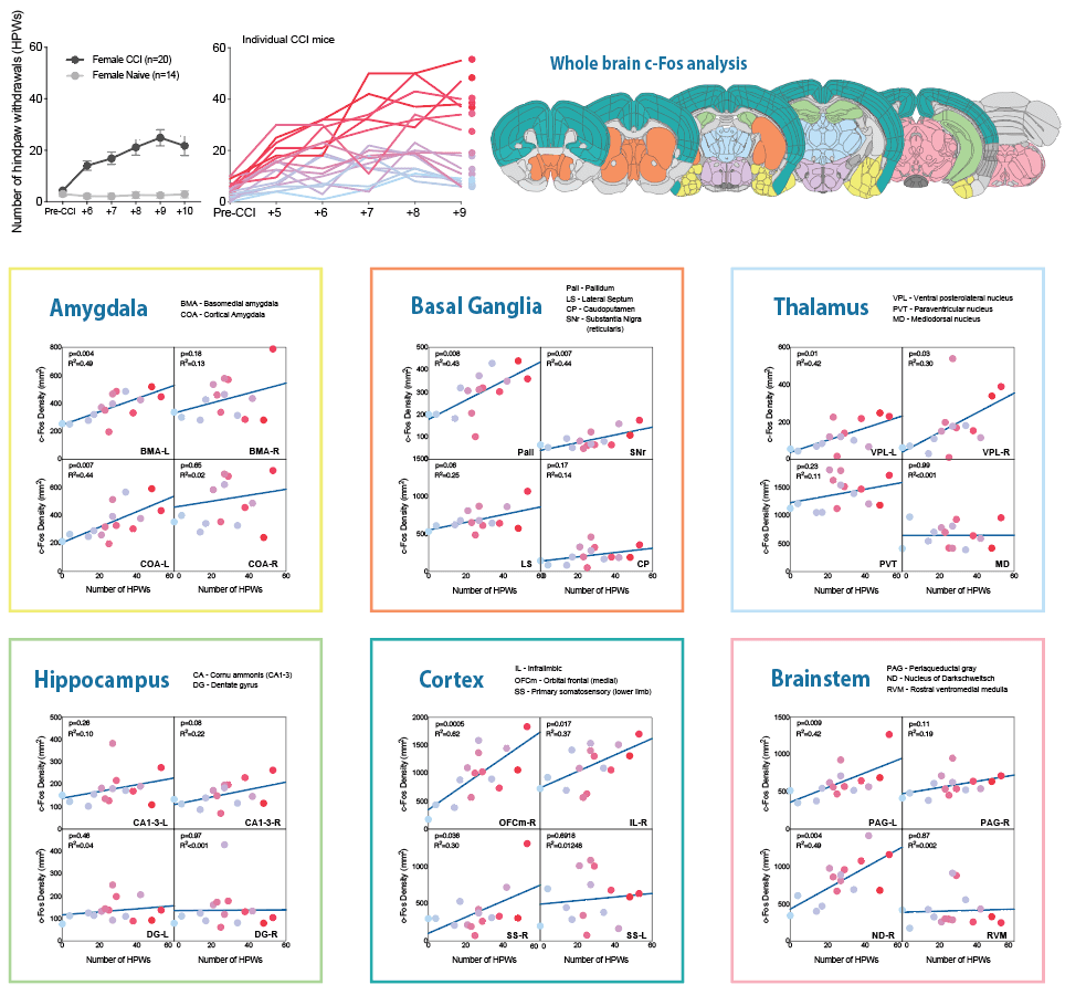 Whole-brain c-Fos analysis relating individual pain behaviour to regional brain activity