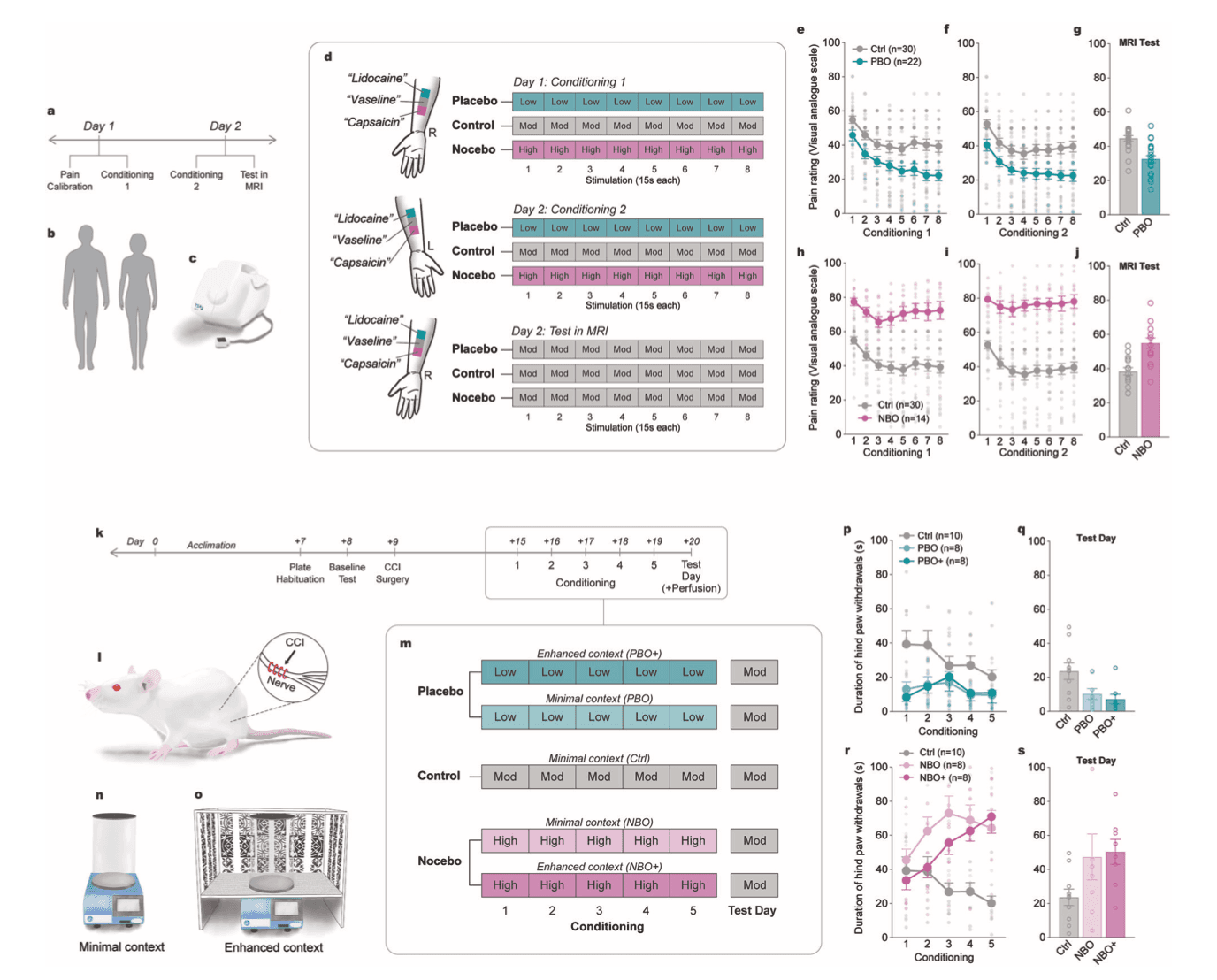 Experimental designs and results comparing placebo and nocebo conditioning in humans and rats
