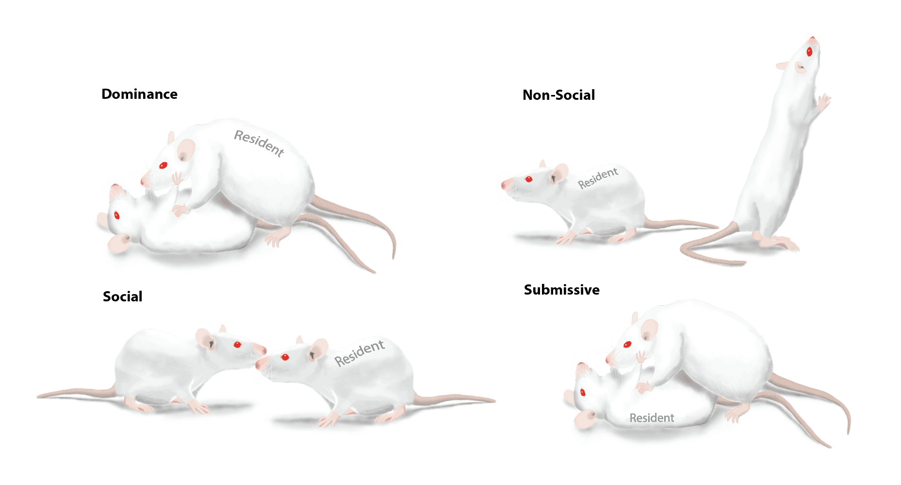 Illustrations of dominance, social, non-social and submissive rat behaviours