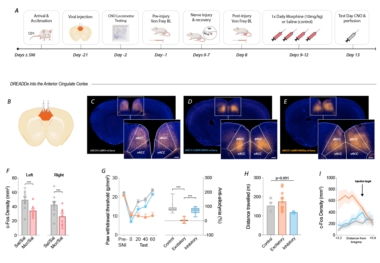 Scientific image accompanying Whole-brain analyses identify anterior cingulate μ-opioid signaling as a critical mediator of placebo analgesia in neuropathic pain