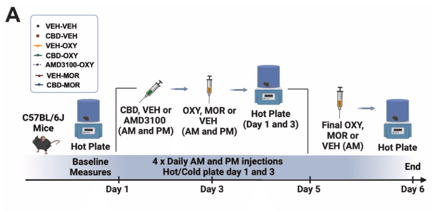Scientific image accompanying Behavioural, pharmacokinetic, and genetic evidence of a cannabidiol-oxycodone drug-drug interaction in mice