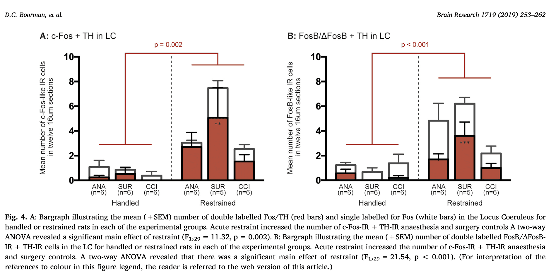 Scientific image accompanying Peripheral nerve injury attenuates stress-induced Fos-family expression in the locus coeruleus of male Sprague-Dawley rats