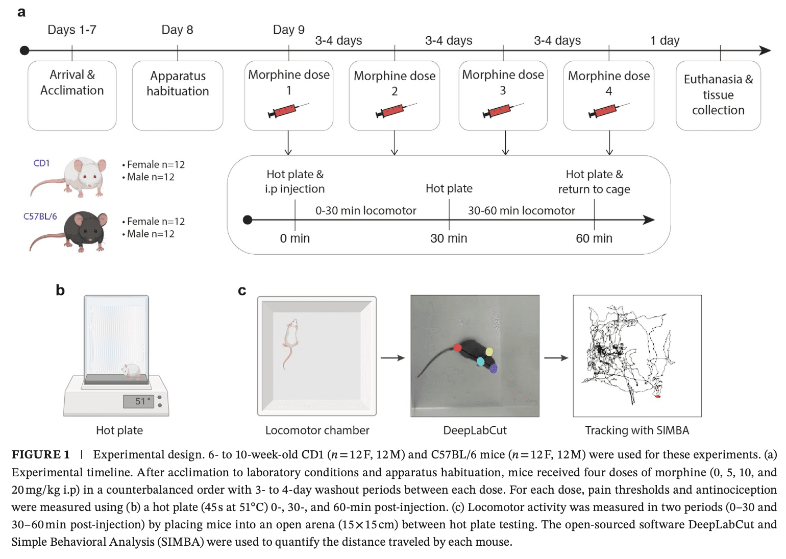 Scientific image accompanying Sex and strain differences in analgesic and hyperlocomotor effects of morphine and μ-opioid receptor expression in mice