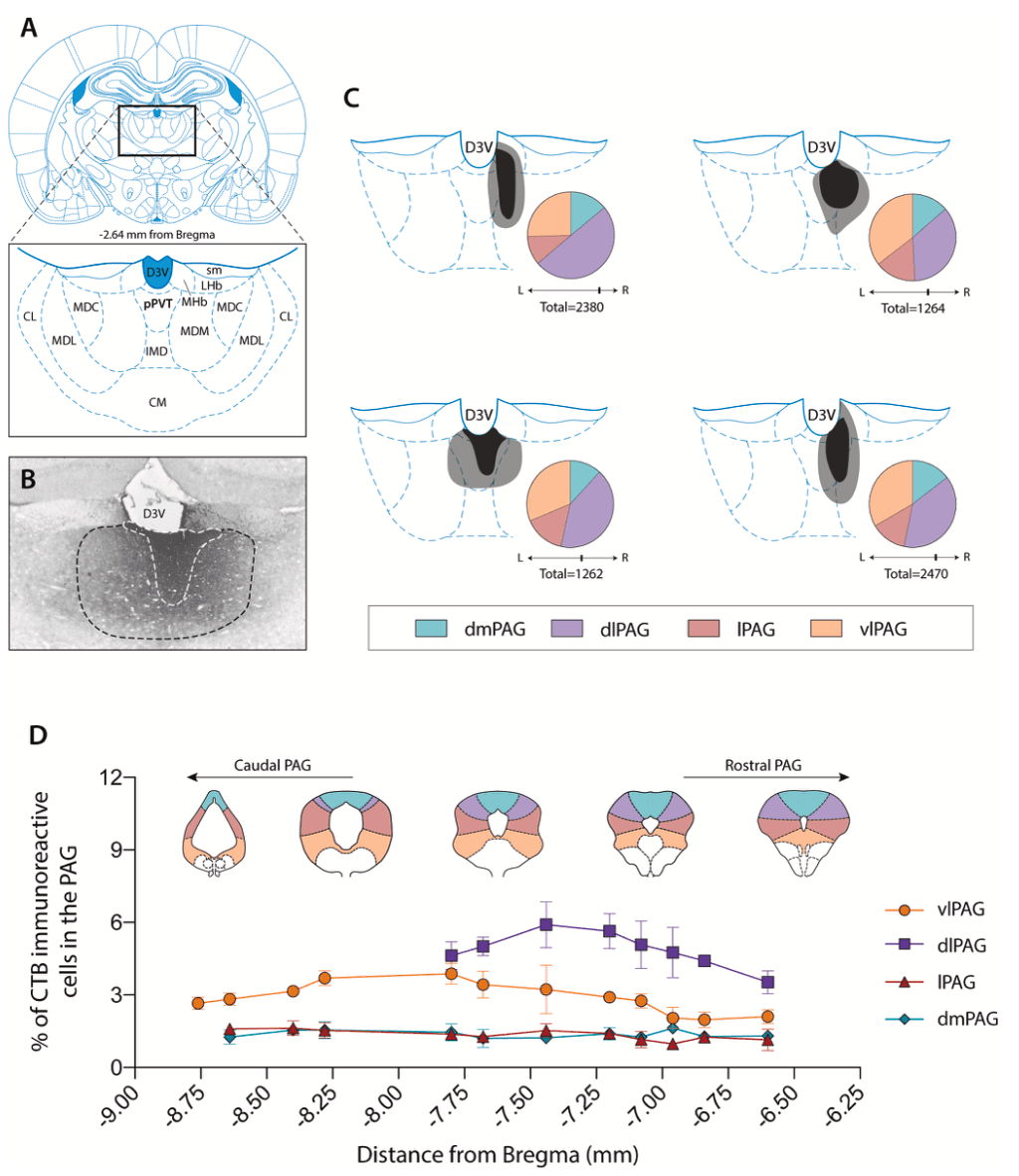 Scientific image accompanying Periaqueductal gray inputs to the paraventricular nucleus of the thalamus: columnar topography and glucocorticoid (in)sensitivity